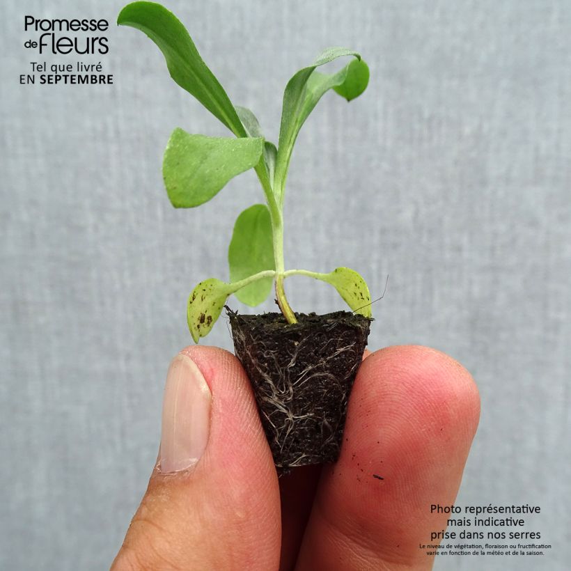 Spécimen de Giroflée suffruticosum Gold Cup - Erysimum suffruticosum Mini-motte Ø 1,5/2,5 cm, Plant vert de 3 à 5 cm de haut environ tel que livré en automne