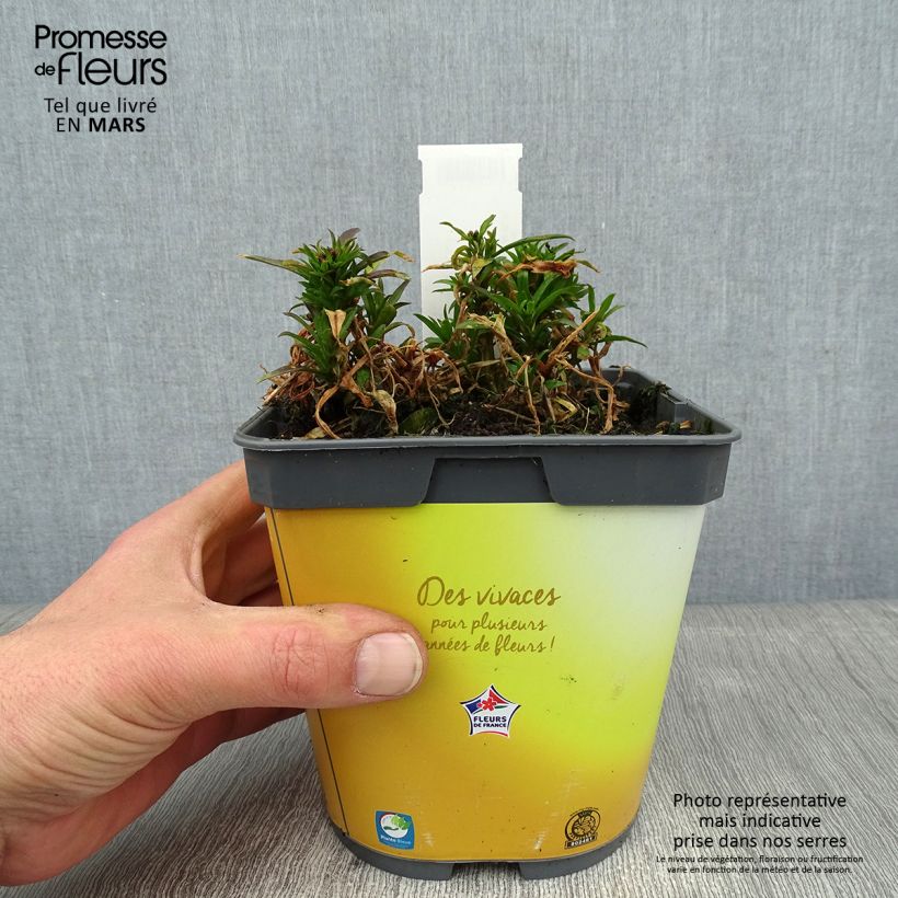 Spécimen de Giroflée suffruticosum Gold Cup - Erysimum suffruticosum Pot de 2L/3L tel que livré en hiver