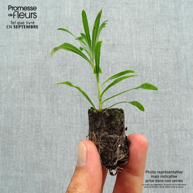 Spécimen de Giroflée vivace - Erysimum Poem Lavender  Mini-motte Ø 3/4 cm, Plant vert de 3 à 5 cm de haut environ tel que livré en automne