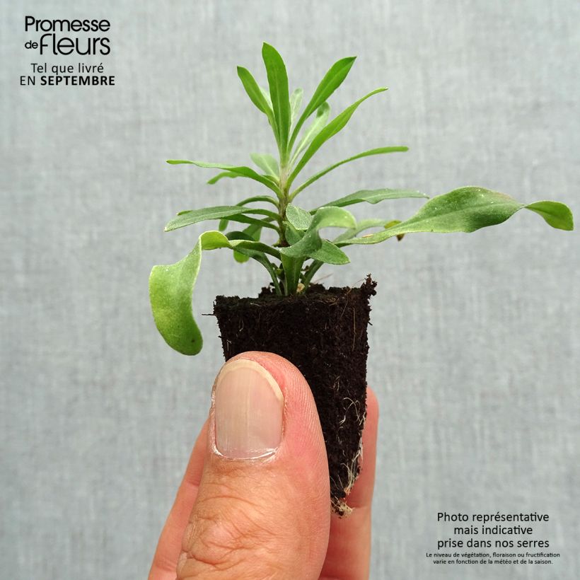 Spécimen de Giroflée vivace - Erysimum Rysi Moon Mini-motte Ø 3/4 cm, Plant vert de 3 à 5 cm de haut environ tel que livré en automne