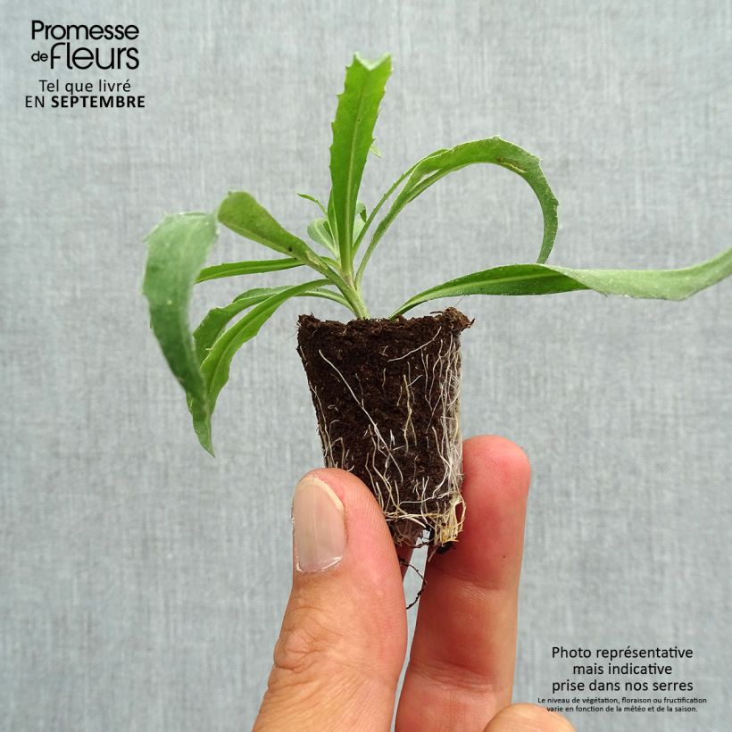 Spécimen de Giroflée vivace - Erysimum Winter Orchid Mini-motte Ø 3/4 cm, Plant vert de 3 à 5 cm de haut environ tel que livré en automne