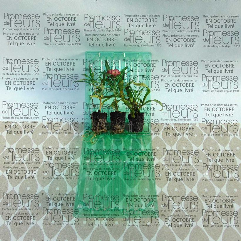 Exemple de spécimen de Giroflée vivace - Erysimum Winter Party Mini-motte Ø 3/4 cm, Plant vert de 5 à 7 cm de haut tel que livré