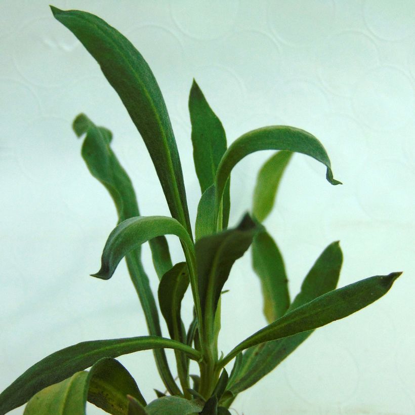 Giroflée vivace - Erysimum Winter Passion (Foliage)