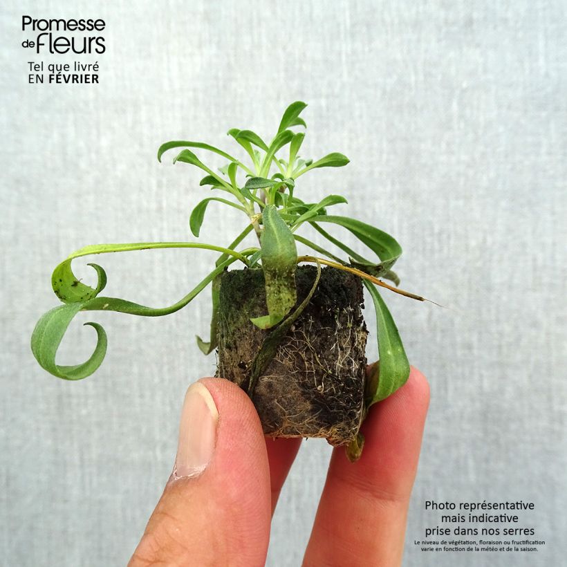 Spécimen de Giroflée vivace - Erysimum cheiri Artist Gogh's Gold Mini-motte Ø 1,5/2,5 cm tel que livré en automne