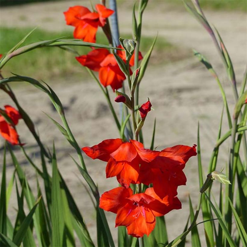 Glaieul ou Gladiolus primulinus Mirella (Flowering)
