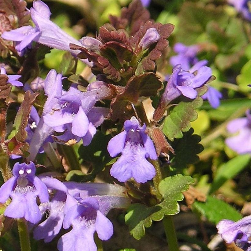 Glechoma hederacea - Lierre terrestre (Flowering)