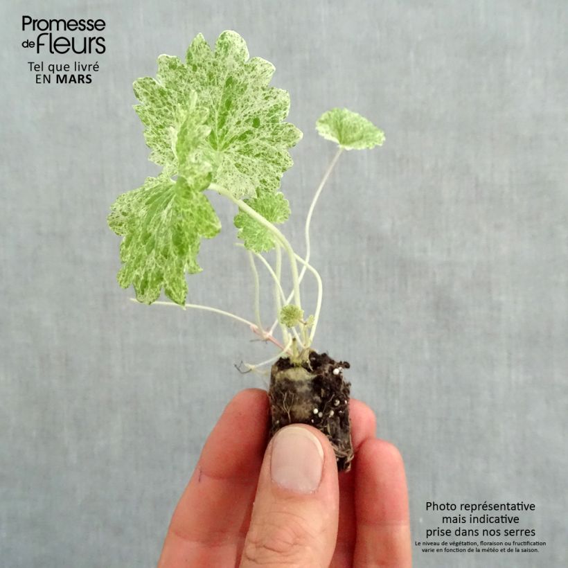 Example of Glechoma hederacea Dappled Light - Lierre terrestre panaché Mini-motte Ø 1,5/2,5 cm, Livré en plant vert de 5 à 10 cm de hauteur as you get in printemps