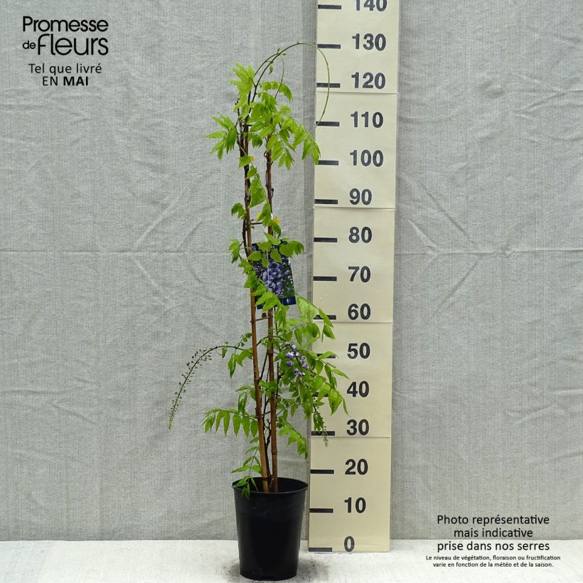 Spécimen de Glycine Grande Diva Cecilia - Wisteria (x) venusta  Pot de 4L/5L tel que livré au printemps