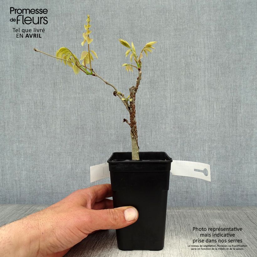 Spécimen de Glycine Grande Diva Nathalie - Wisteria (x) venusta Pot de 1L/1,5L, Plant greffé tel que livré au printemps