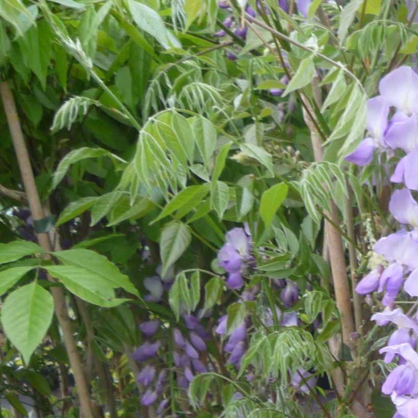 Glycine de Chine Caroline - Wisteria sinensis (Foliage)