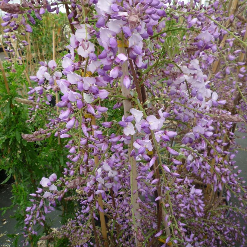 Glycine de Chine Caroline - Wisteria sinensis (Flowering)