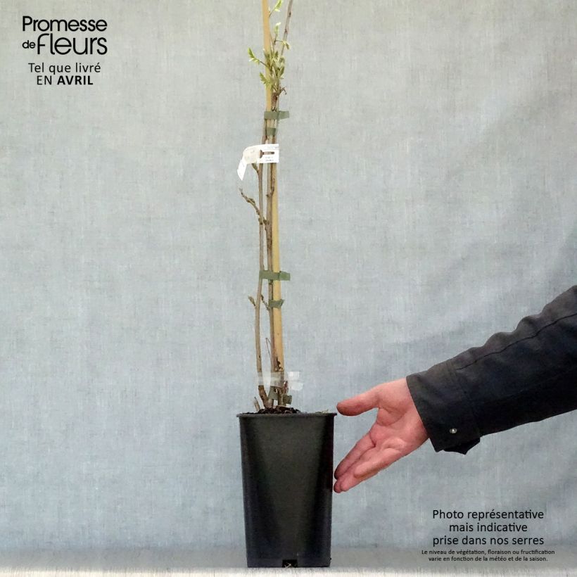 Example of Glycine de Chine Caroline - Wisteria sinensis Pot de 2L/3L, Plant greffé de + de 18 mois as you get in printemps