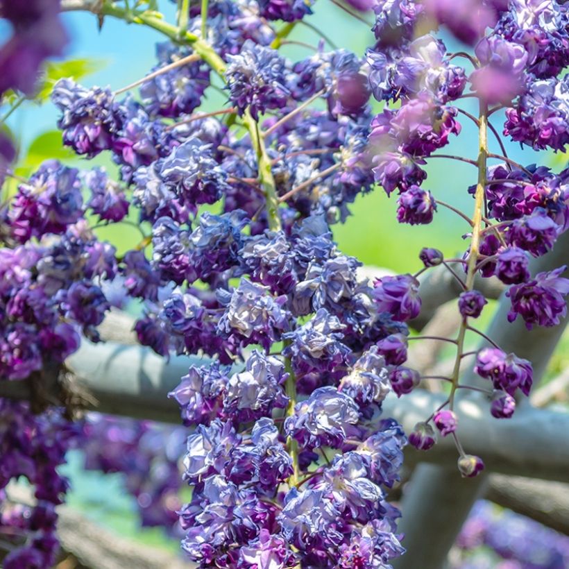 Glycine de Chine - Wisteria sinensis Flore Pleno (Flowering)