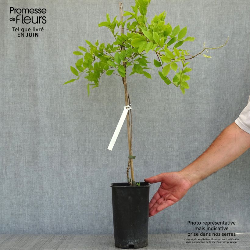 Example of Glycine de Chine - Wisteria sinensis Pot de 2L/3L, Plant greffé de + de 18 mois as you get in printemps