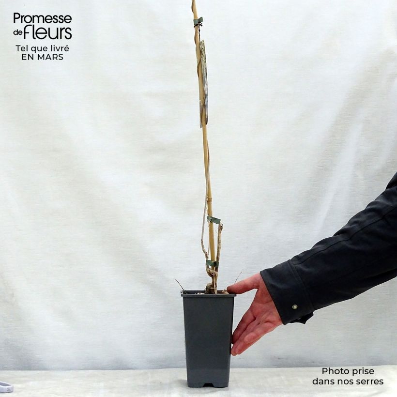 Spécimen de Glycine du Japon - Wisteria floribunda Alba Pot de 1,5L/2L, Plant greffé de + de 18 mois tel que livré au printemps