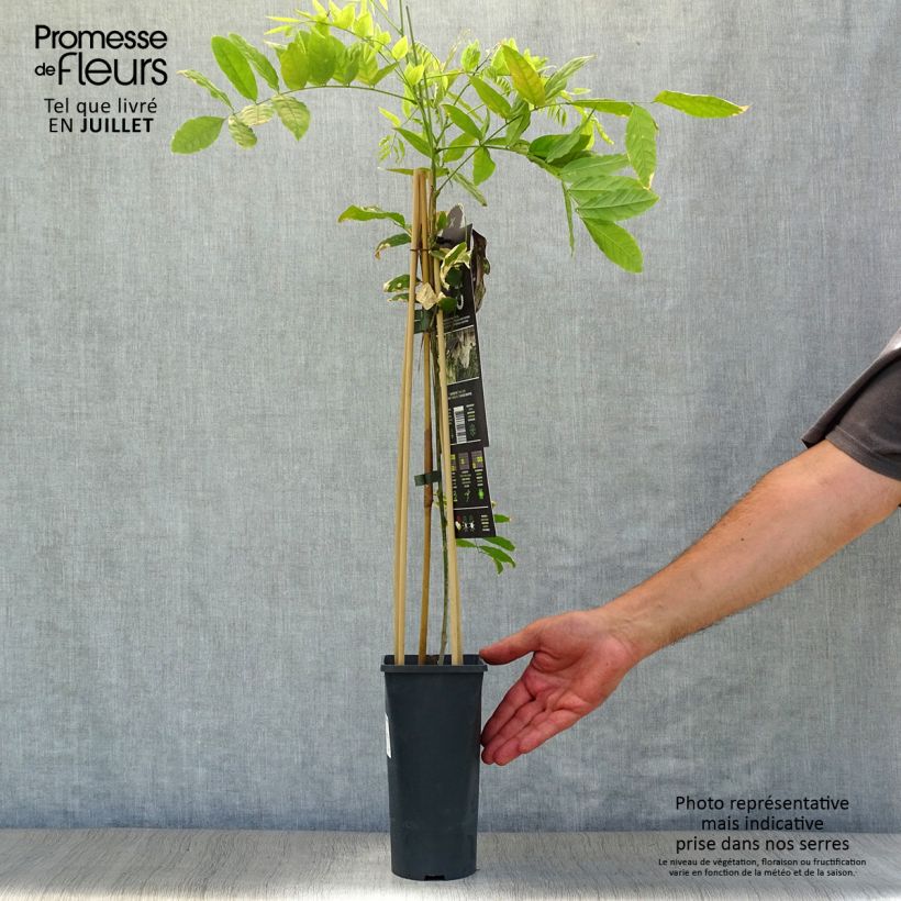 Spécimen de Glycine du Japon - Wisteria floribunda Alba Pot de 1,5L/2L, Plant greffé de + de 18 mois tel que livré en été