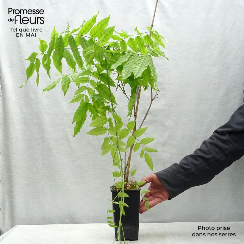 Spécimen de Glycine du Japon - Wisteria floribunda Domino ou Issai Pot de 1,5L/2L tel que livré au printemps