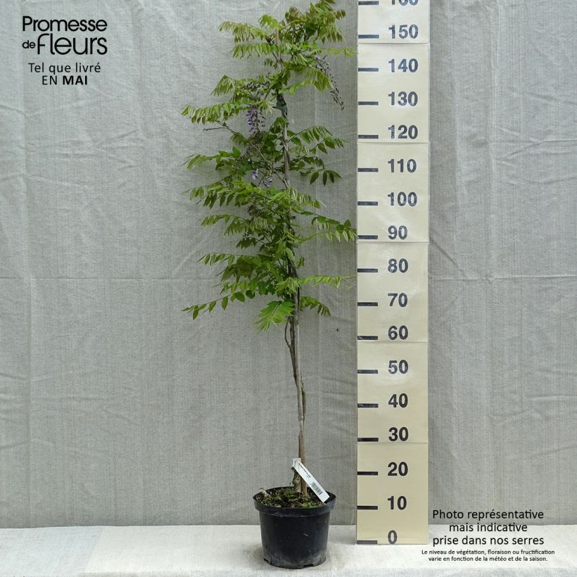 Spécimen de Glycine du Japon - Wisteria floribunda Domino ou Issai Pot de 3L/4L tel que livré au printemps
