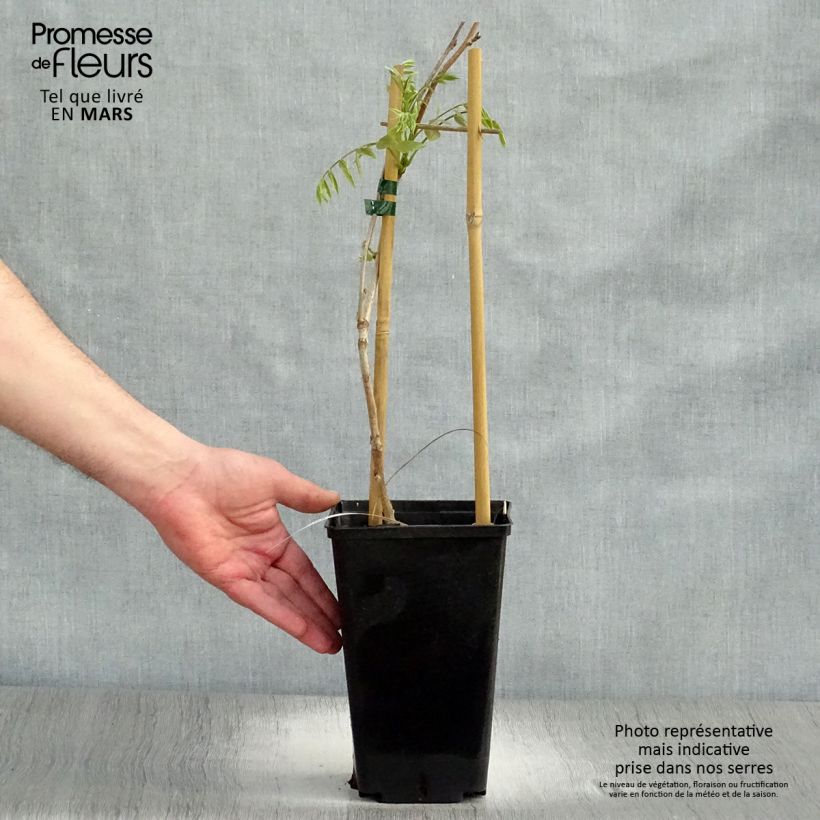 Spécimen de Glycine du Japon - Wisteria floribunda Honbeni (Rosea, Pink Ice) Pot de 2L/3L, Plant greffé de + de 18 mois tel que livré au printemps