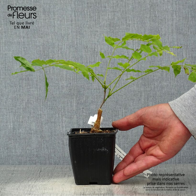 Example of Glycine du Japon - Wisteria floribunda Macrobotrys Godet de 8/9 cm as you get in printemps