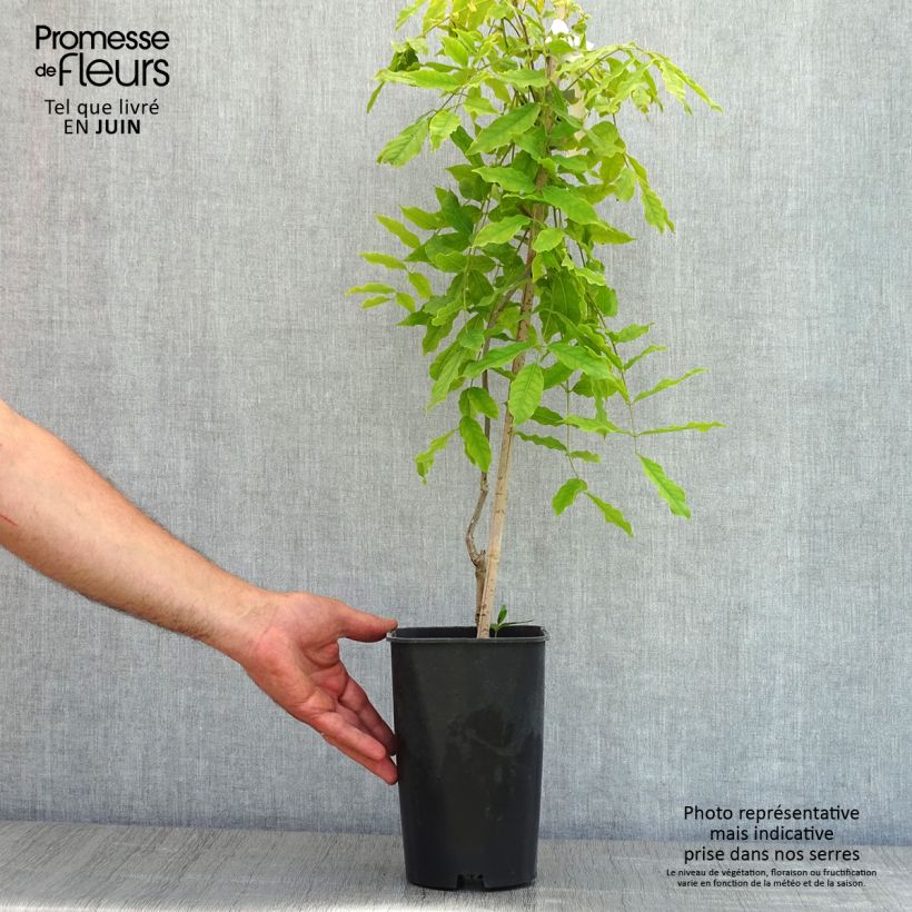 Example of Glycine du Japon - Wisteria floribunda Macrobotrys Pot de 2L/3L, Plant greffé de + de 18 mois as you get in printemps