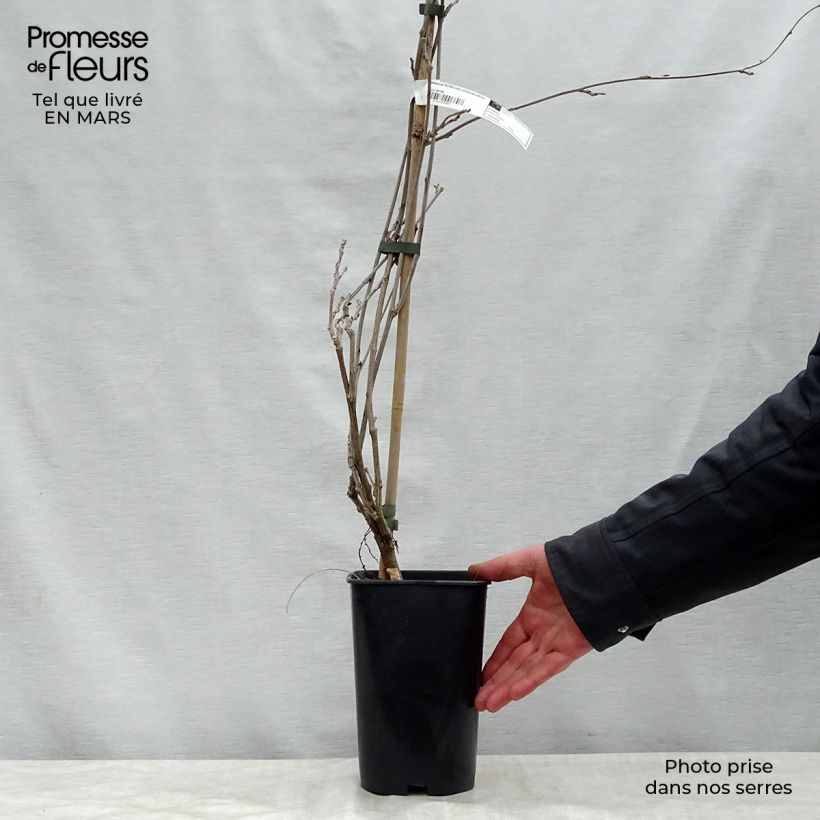 Example of Glycine du Japon - Wisteria floribunda Violacea Plena (Black Dragon) Pot de 2L/3L, Plant greffé de + de 18 mois as you get in printemps