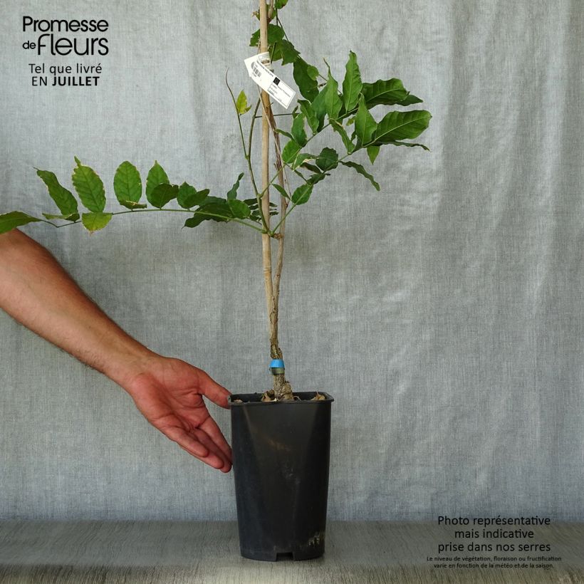 Spécimen de Glycine du Japon - Wisteria floribunda Violacea Plena (Black Dragon) Pot de 2L/3L, Plant greffé de + de 18 mois tel que livré en été