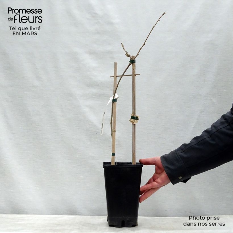 Spécimen de Glycine du Japon - Wisteria floribunda  Pot de 3L/4L tel que livré au printemps