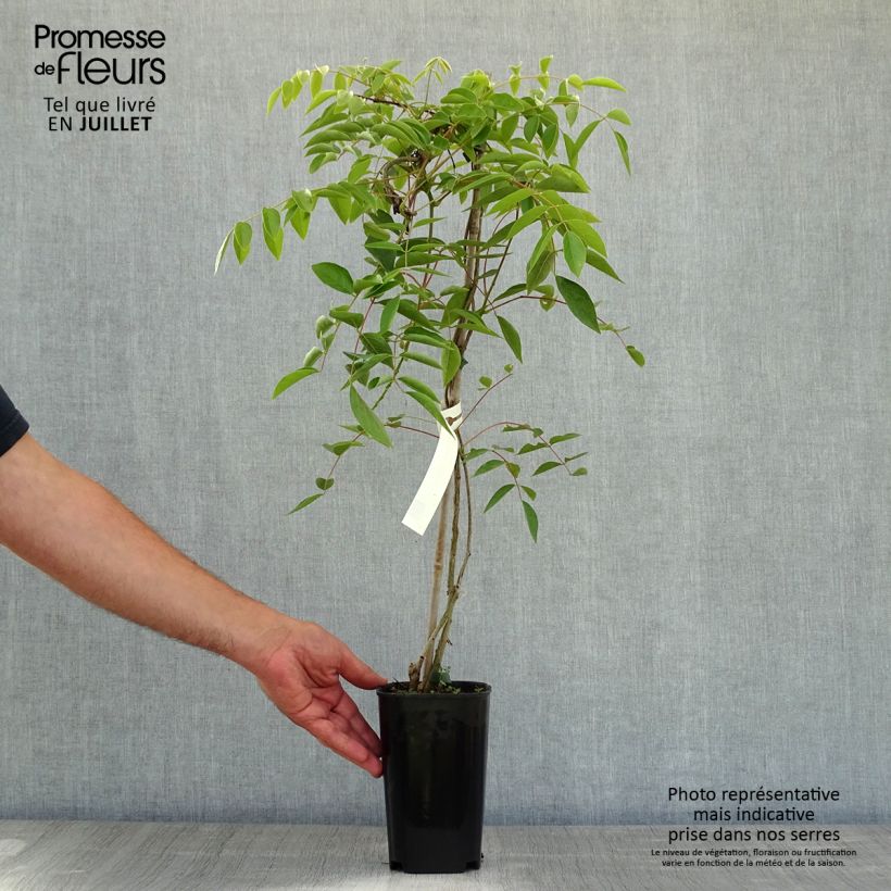 Spécimen de Glycine gracieuse - Wisteria venusta (brachybotrys) Okayama Pot de 2L/3L, Plant greffé de + de 18 mois tel que livré en été