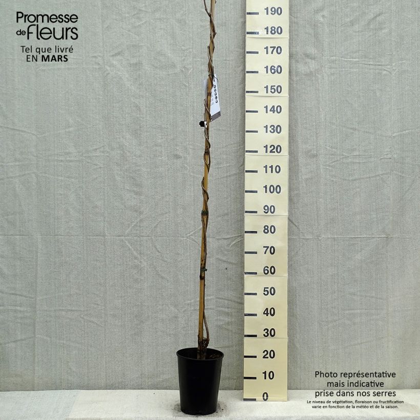 Example of Glycine japonaise Lawrence - Wisteria floribunda Pot de 6L/7L as you get in printemps