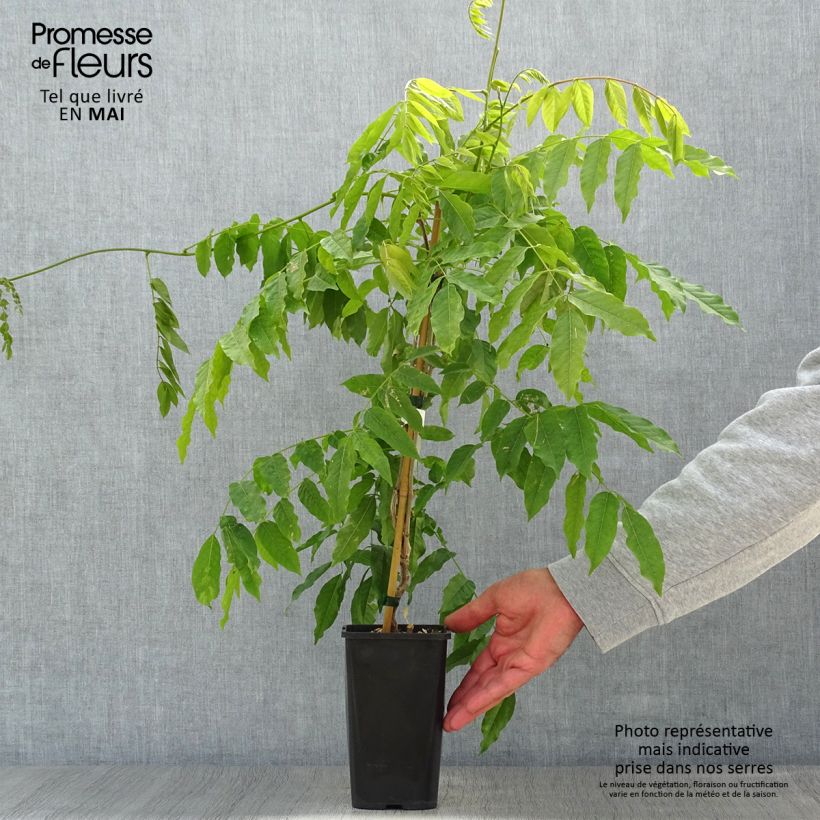 Spécimen de Glycine japonaise - Wisteria floribunda Lipstick Pot de 1,5L/2L tel que livré au printemps