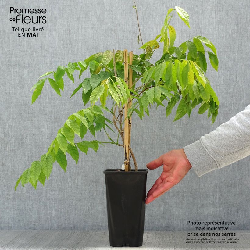 Spécimen de Glycine japonaise - Wisteria floribunda Lipstick Pot de 3L/4L tel que livré au printemps