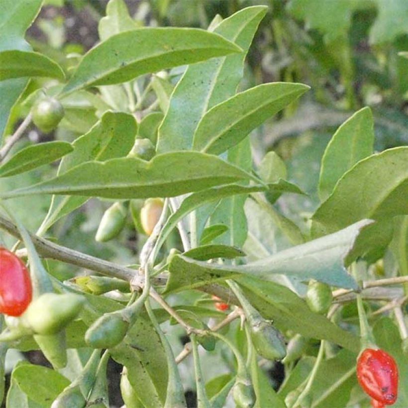 Goji Big Lifeberry - Lycium barbarum (Foliage)