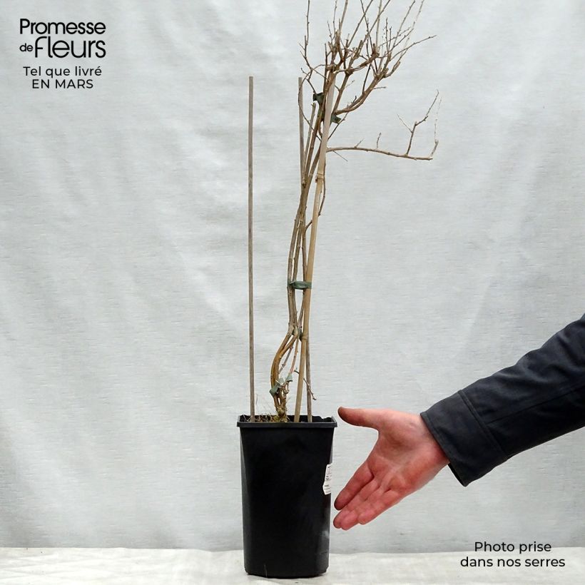 Spécimen de Goji Instant Success - Lycium barbarum Pot de 1,5L/2L tel que livré au printemps