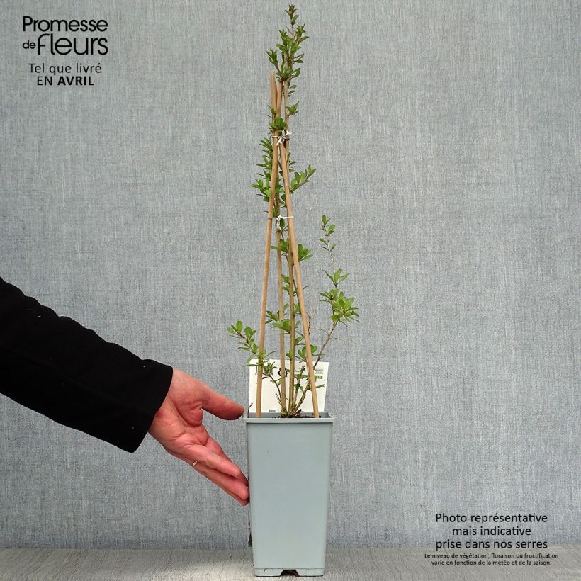 Spécimen de Goji - Lycium barbarum Pot de 1,5L/2L, Buisson tel que livré au printemps