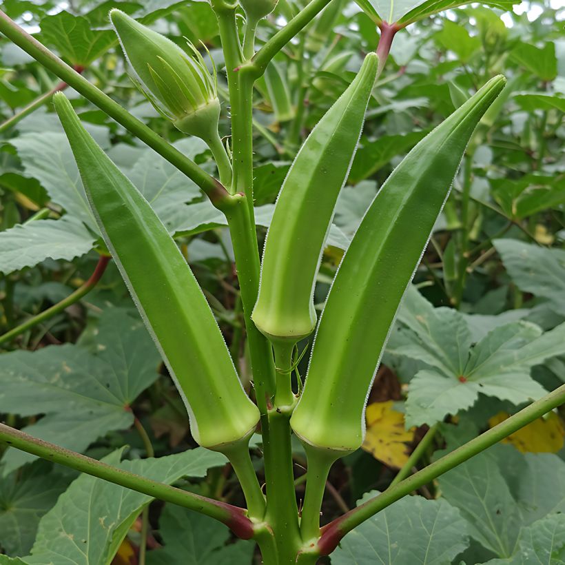 Gombo Okra - Abelmoschus esculentus (Port)