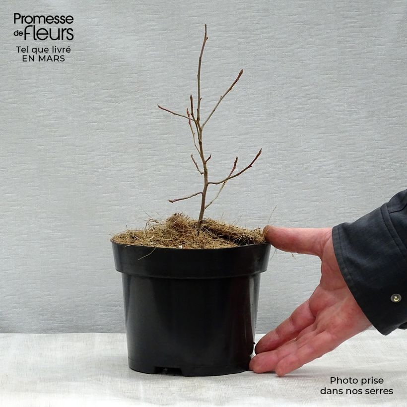 Example of Gommier noir - Nyssa sylvatica Pot de 2L/3L as you get in printemps