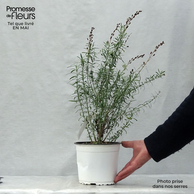 Example of Gomphostigma virgatum White Candy Pot de 2L/3L as you get in printemps