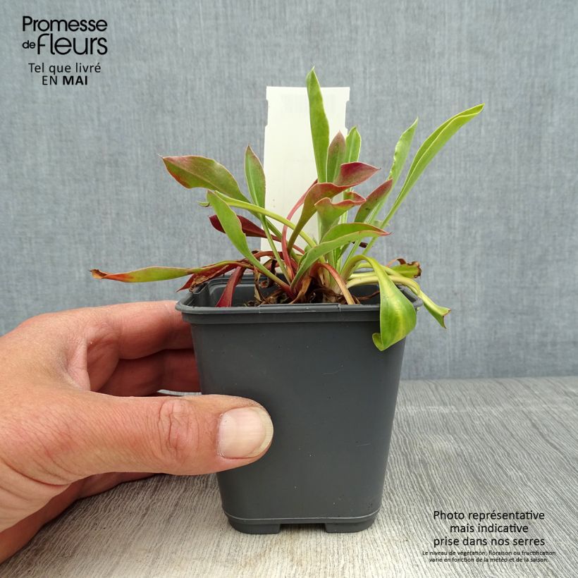 Spécimen de Goniolimon collinum Godet de 8/9 cm tel que livré au printemps