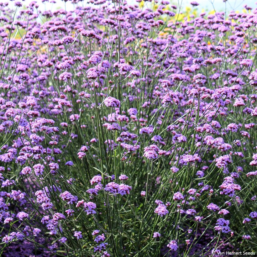 Graines Verveine de Buenos-Aires Vanity - Verbena bonariensis (Port)