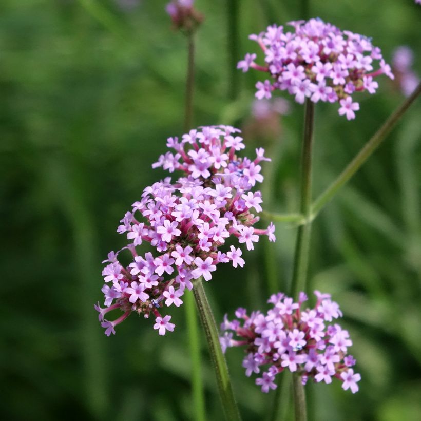 Graines Verveine de Buenos-Aires Vanity - Verbena bonariensis (Floraison)