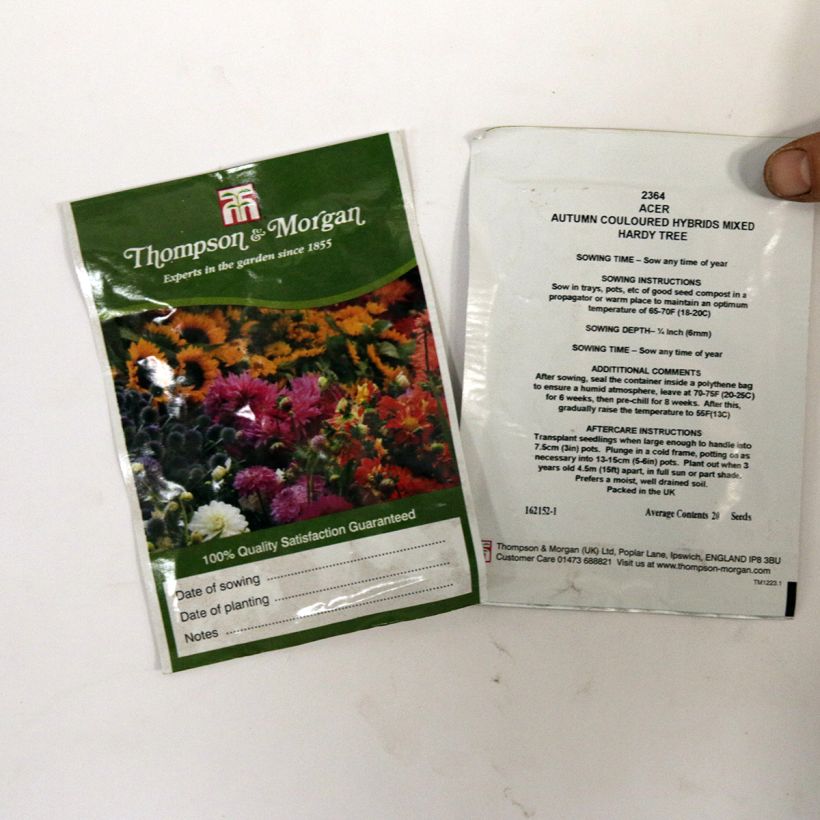 Exemple de spécimen de Graines d'Erable du Japon hybride en mélange (Acer Autumn Coloured Hybrids Mixed) le sachet de 20 graines environ tel que livré