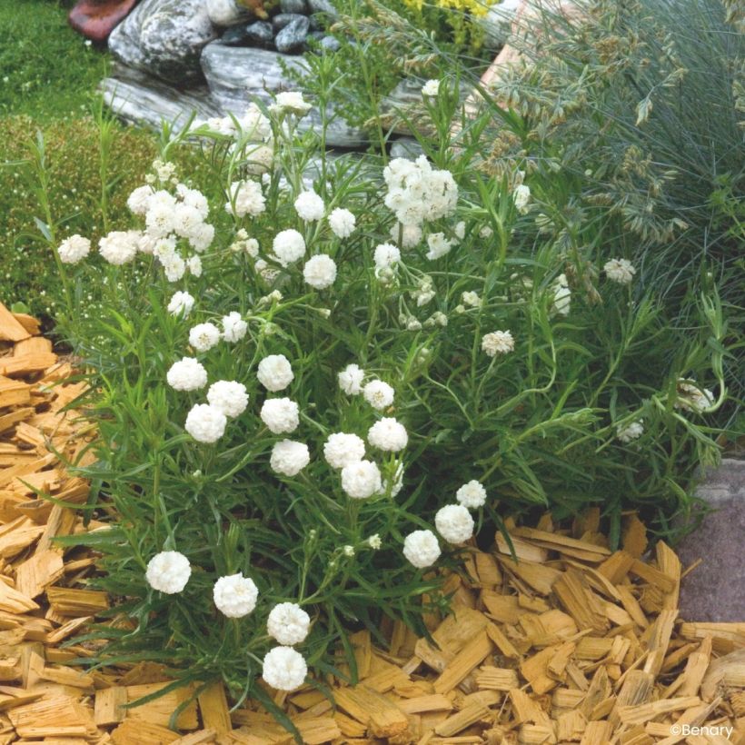 Graines d'Achillée ptarmica Marshmallow (graines enrobées) (Port)