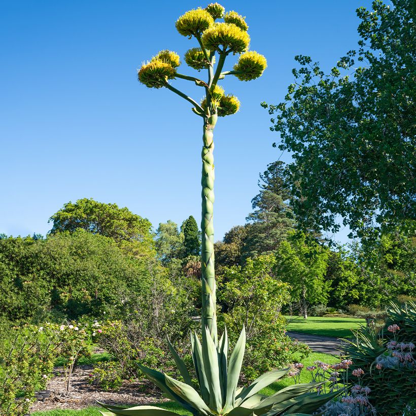 Graines d'Agave salmiana (Port)