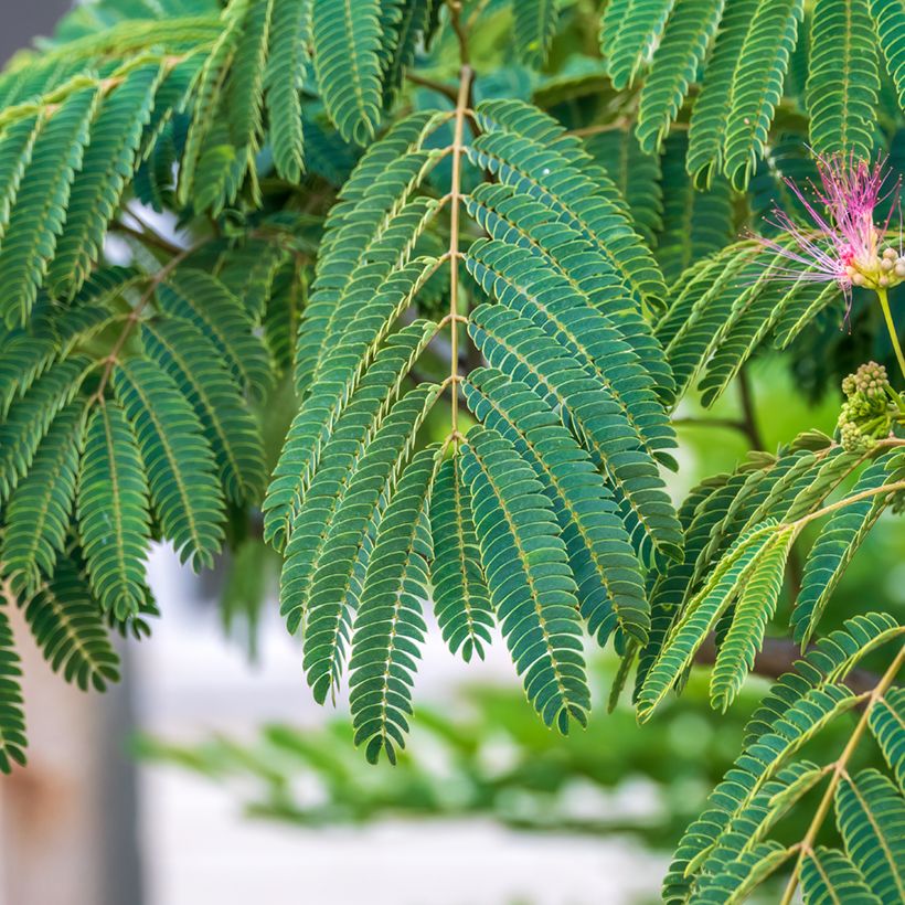 Graines d'Albizia julibrissin - Arbre à soie (Foliage)