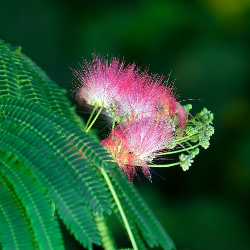 Graines d'Albizia julibrissin - Arbre à soie (Flowering)