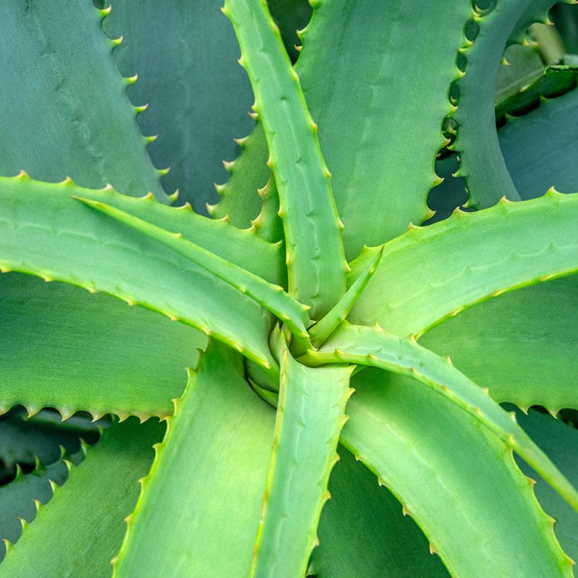 Graines d'Aloe arborescens (Feuillage)