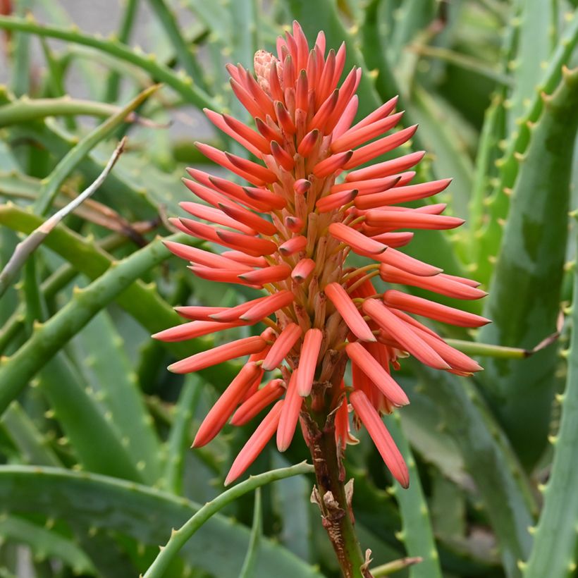 Graines d'Aloe arborescens (Floraison)