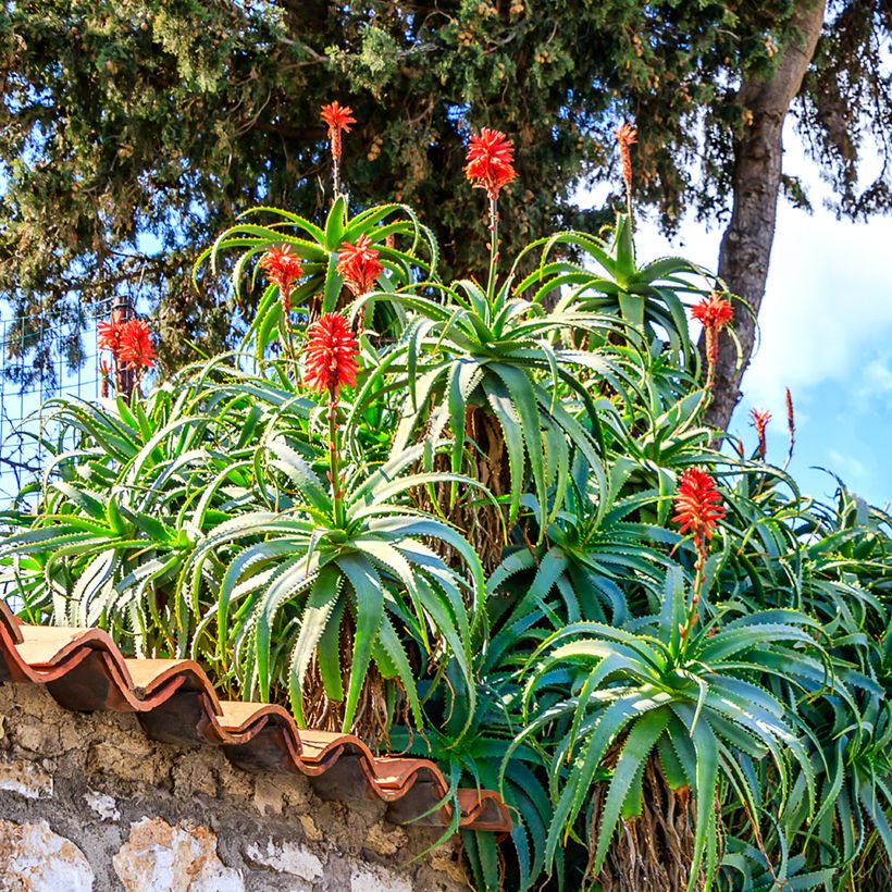 Graines d'Aloe arborescens (Port)