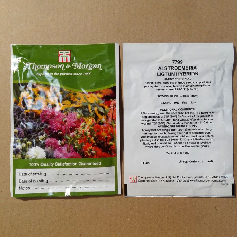 Exemple de spécimen de Graines d'Alstroemeria Ligtu Hybrids - Lis des Incas en mélange le sachet de 35 graines environ tel que livré